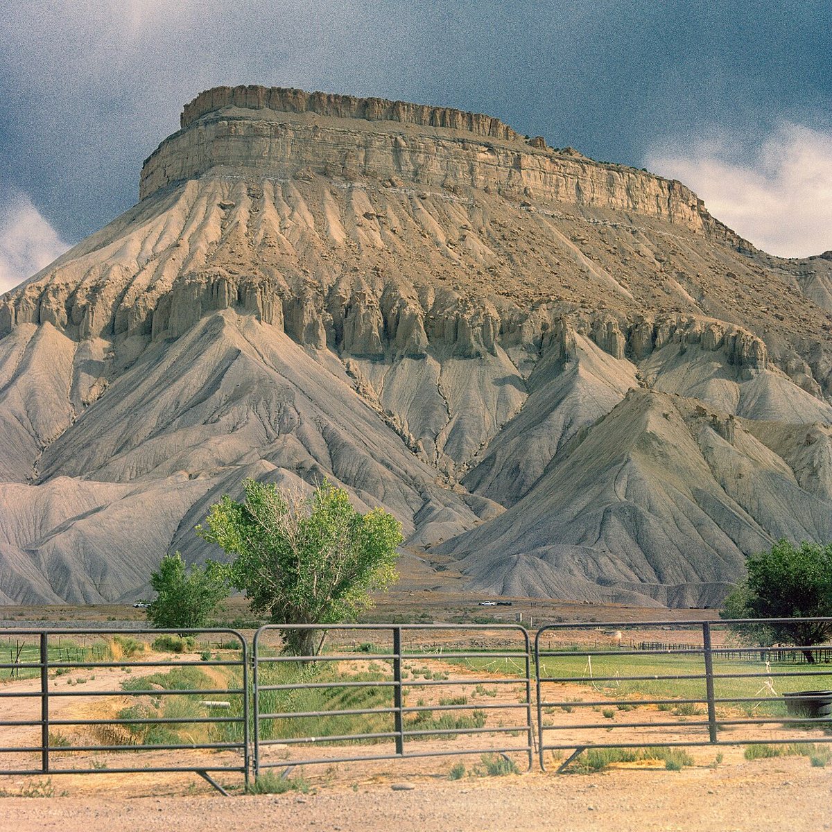 Peach orchards and vineyards in Palisade Colorado with mesa cliffs behind